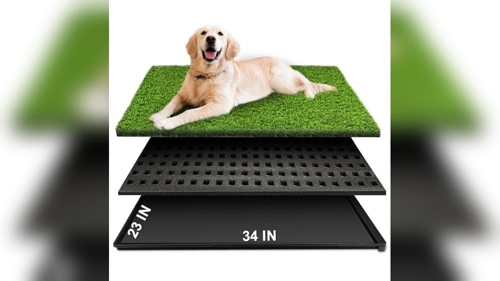 Best Material for Outdoor Dog Potty Area