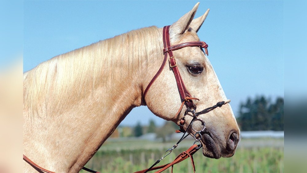 Combination Bits for Horses