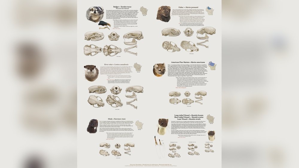 Common Small Animal Skulls