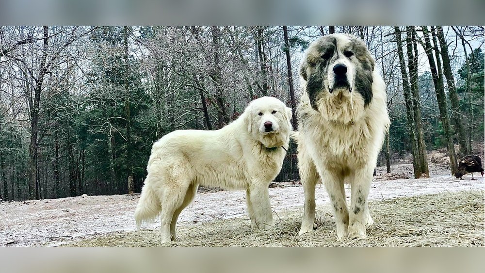 Do Chickens Understand What a Guardian Dog is