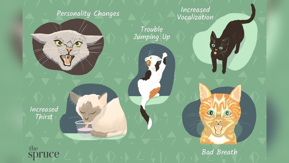 Does Cat Test Know How Many Questions Youre Clicking Incorrectly