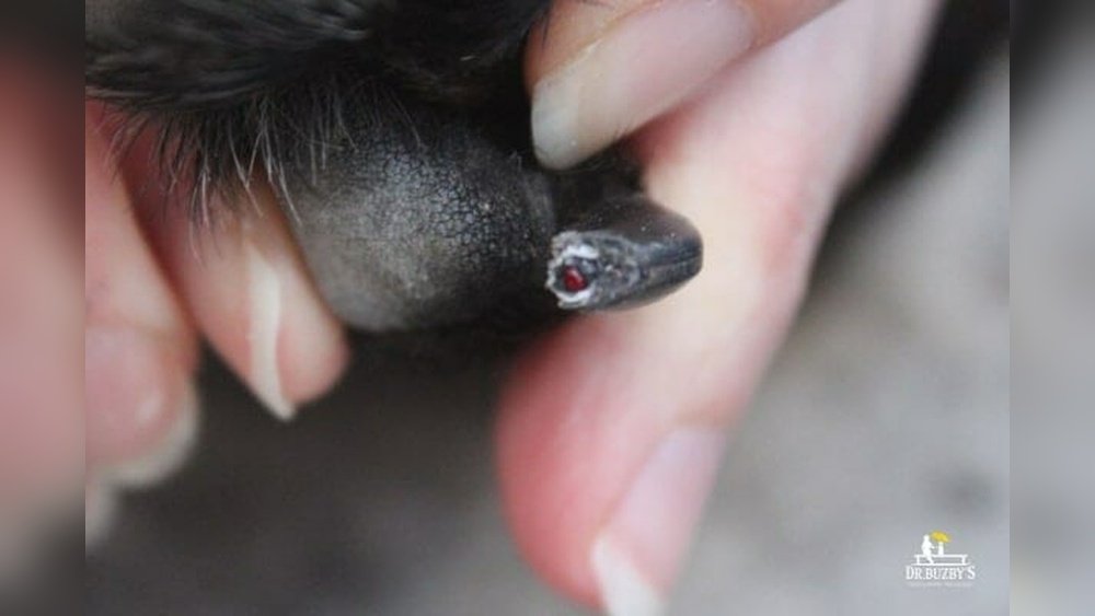 Dog Nail Cut Too Short How Long to Heal