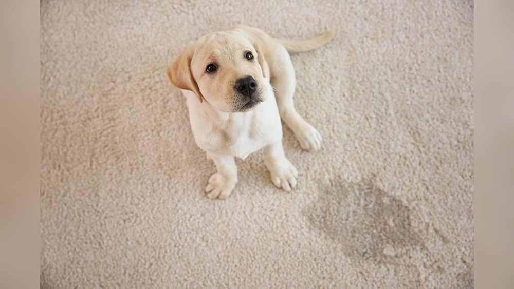Dog Peeing on Carpet How to Stop