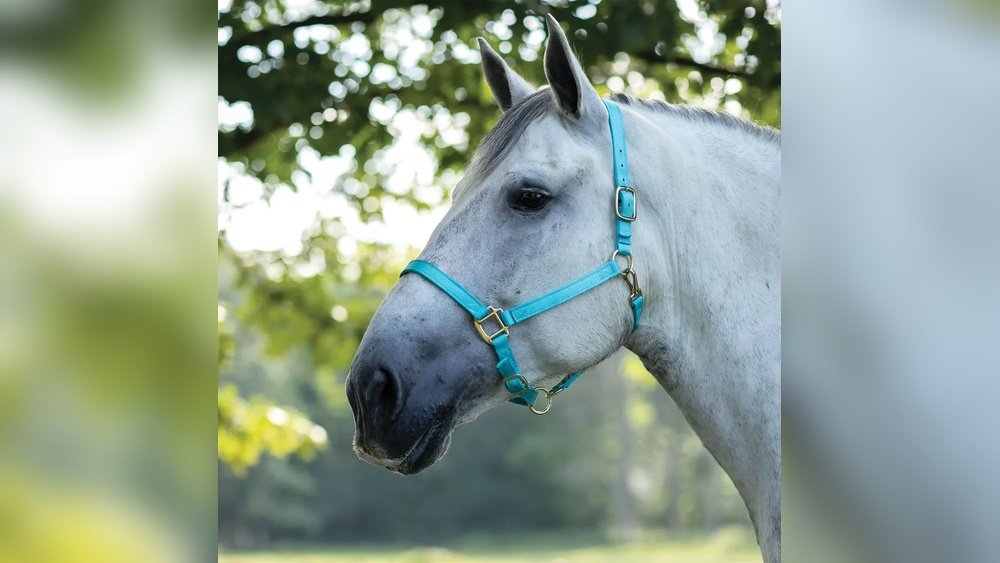 Draft Horse Halter