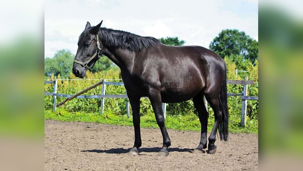 Early Signs of Lyme Disease in Horses