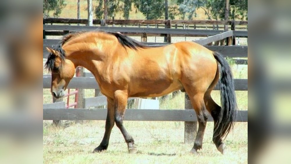 Famous Mustang Horses Names