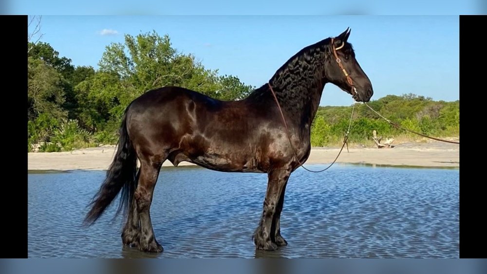 Ferrari Horse Breed