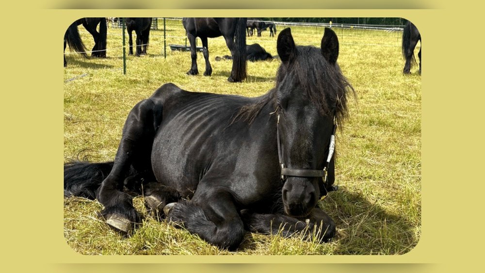 Friesian Horse Rescue