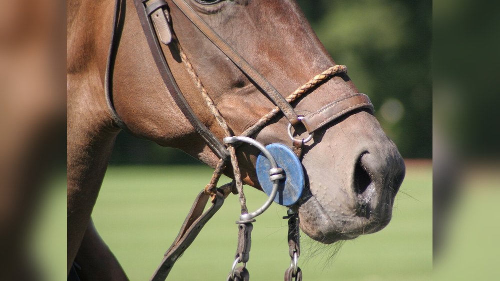 Gag Bits for Horses