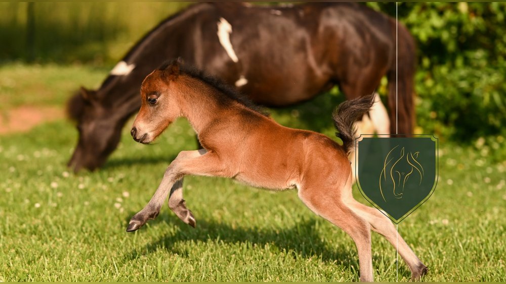 Gestation Period for Miniature Horses