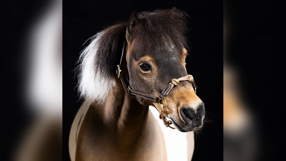 Halters for Mini Horses