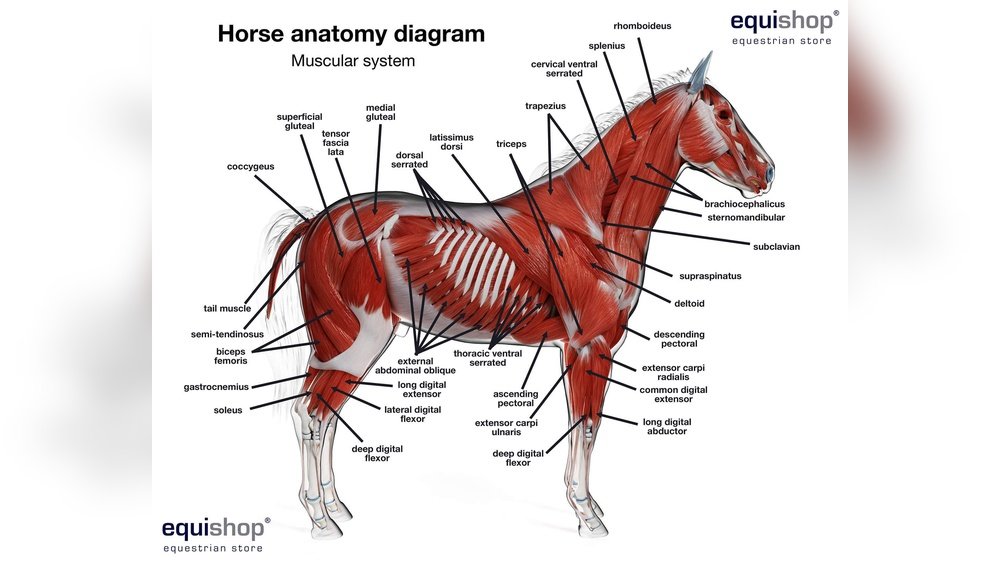 Horse Anatomy Chart