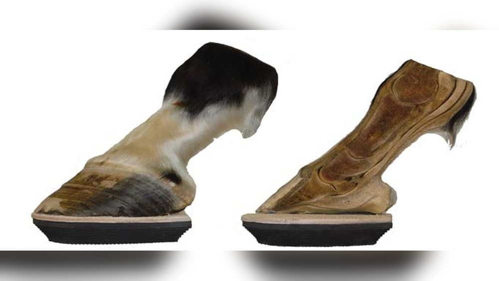 Horse Clogs