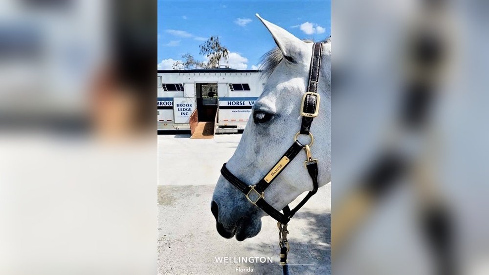 Horse Halter Name Plates