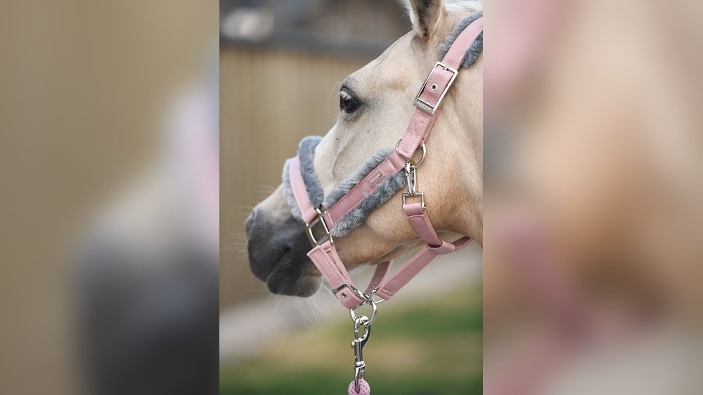 Horse Halter Pink