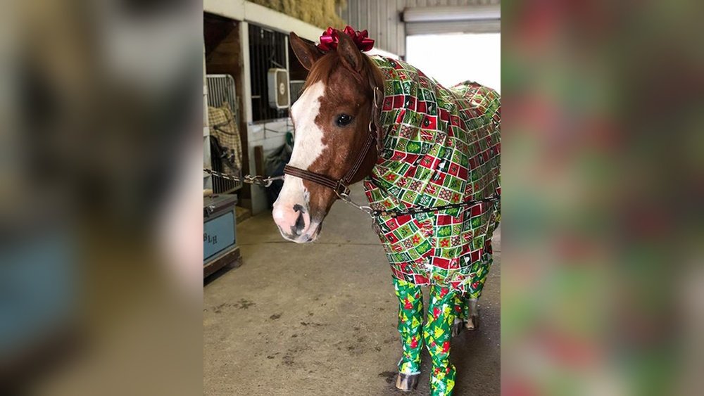 Horse in Wrapping Paper