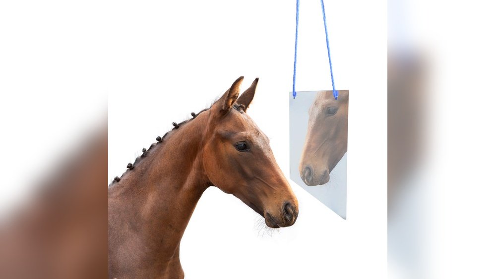 Horse Mirror