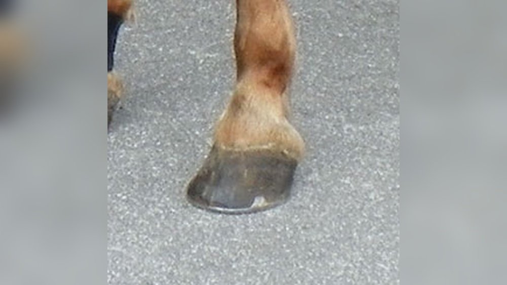 Horse Nail