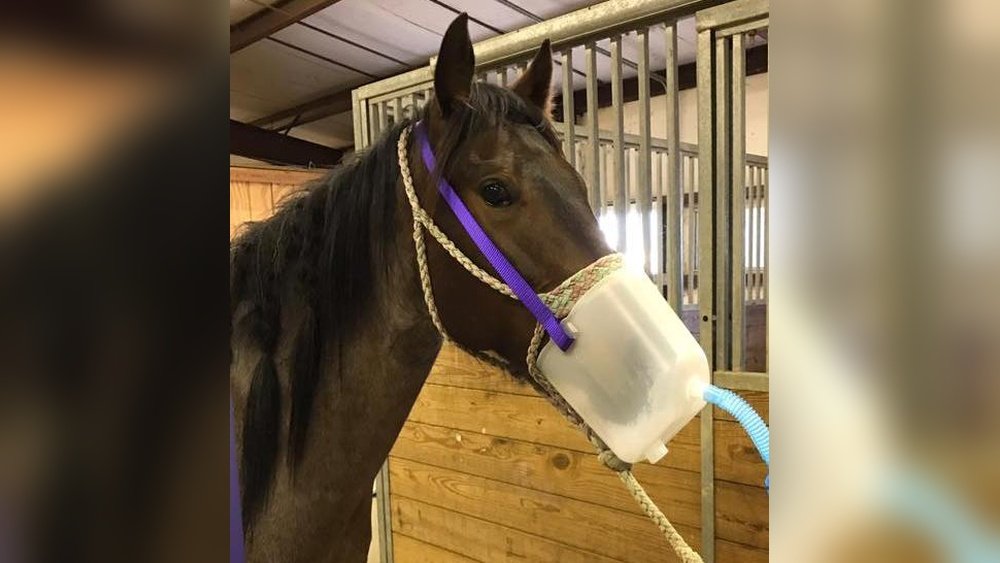 Horse Nebulizer Mask