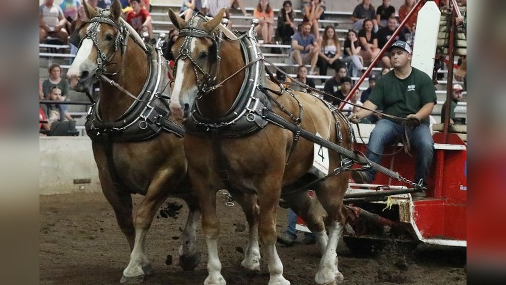 Horse Pulling near Me