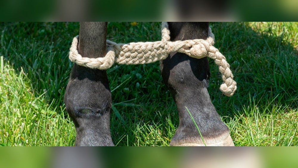 Horse Rope Hobbles