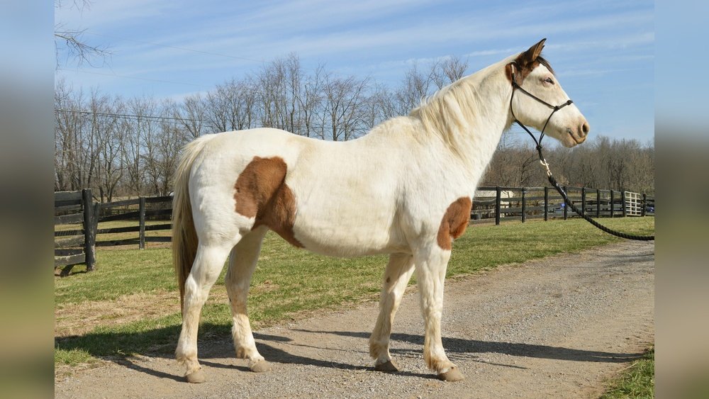 Horses for Free near Me