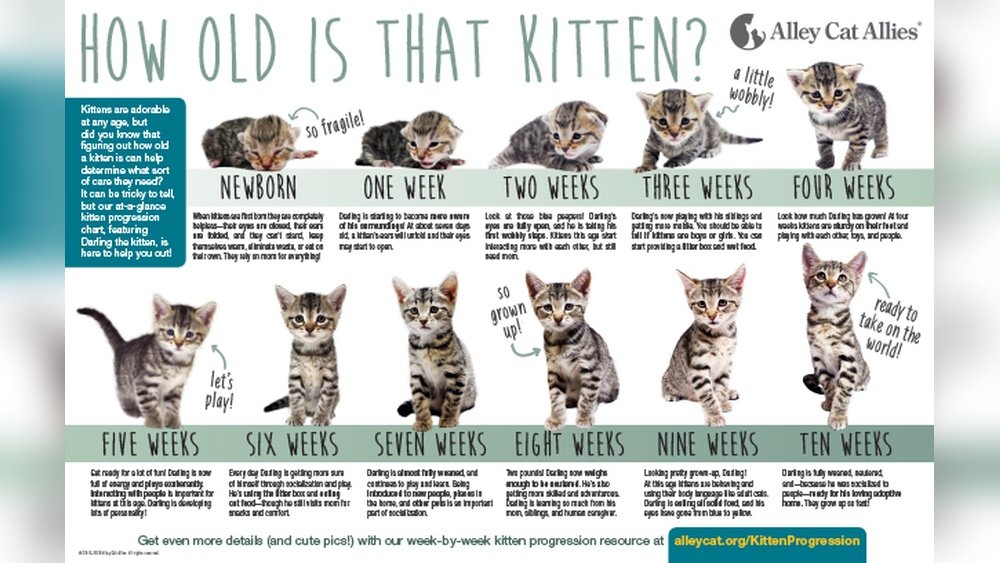 How Big is a 4 Month Old Cat