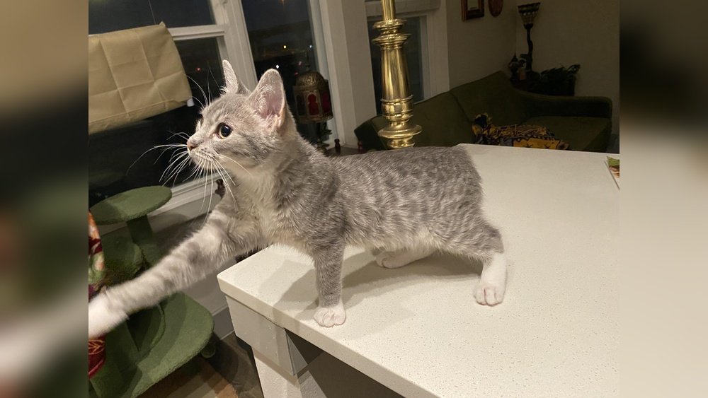 How Big Should a 6 Month Old Cat Be