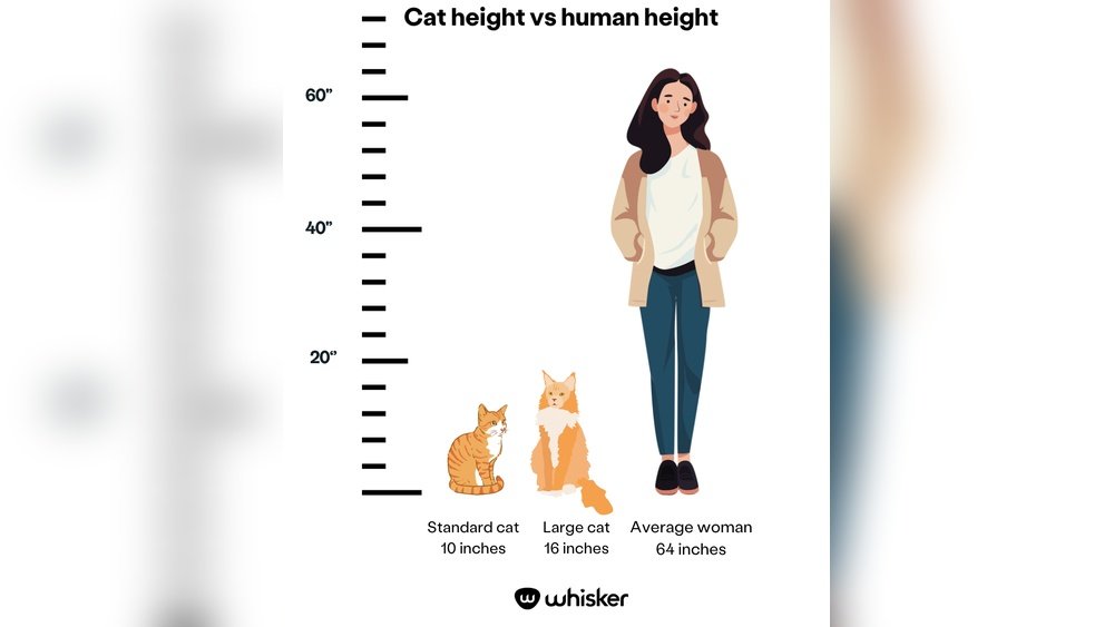 How Big Will My Cat Be
