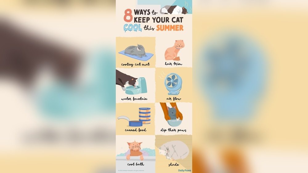 How Can I Cool My Cat down