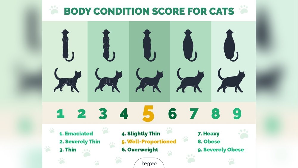 How Can I Fatten Up My Cat With Hyperthyroidism