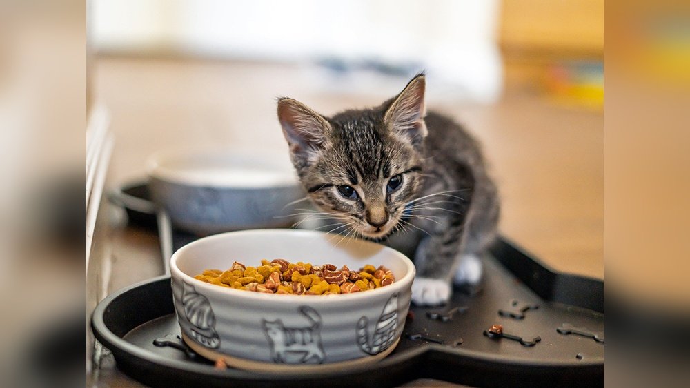 How Can I Get My Cat to Eat Dry Food