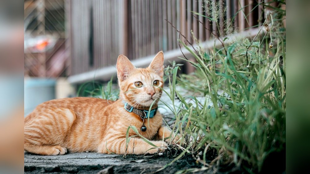 How Can I Keep My Cat in My Yard