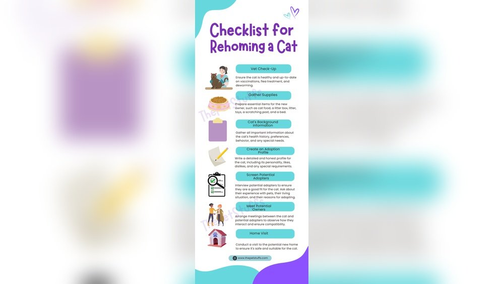 How Can I Rehome My Cat