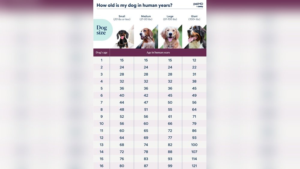 How Can I Tell How Old My Rescue Dog is