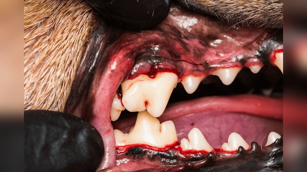 How Can I Tell If My Dog Has Toothache