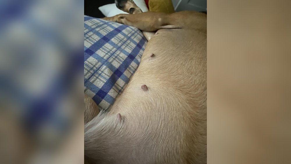 How Can You Tell If a Dog Has Had Puppies