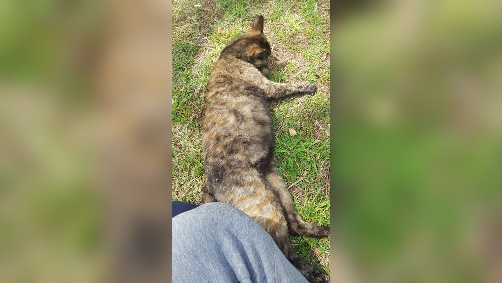 How Can You Tell If a Feral Cat is Pregnant