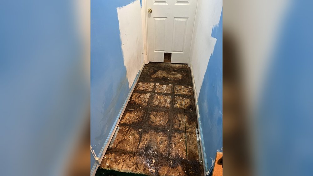 How Do I Get Cat Urine Smell Out of Concrete