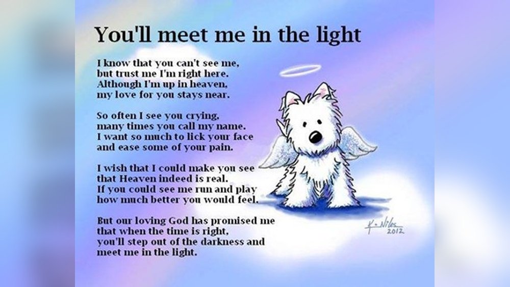 How Do I Know My Dog Crossed the Rainbow Bridge