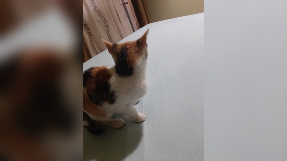 How Do I Make My Cat Smell Better