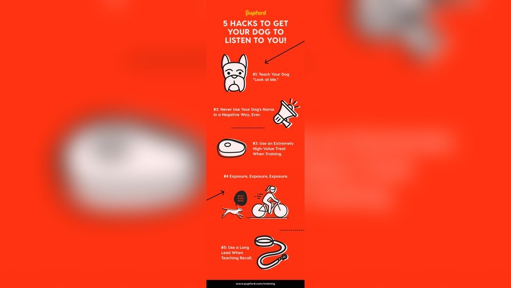 How Do I Make My Dog Listen to Me