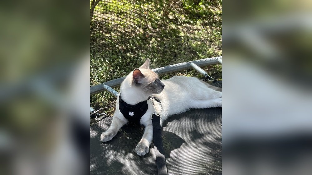 How Do I Rehome My Cat