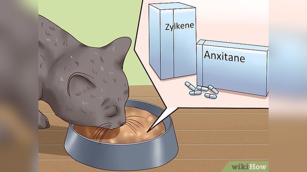 How Do I Sedate My Cat