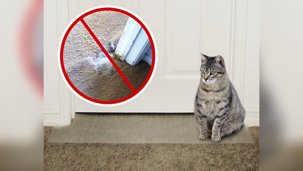 How Do I Stop My Cat Scratching My Carpet