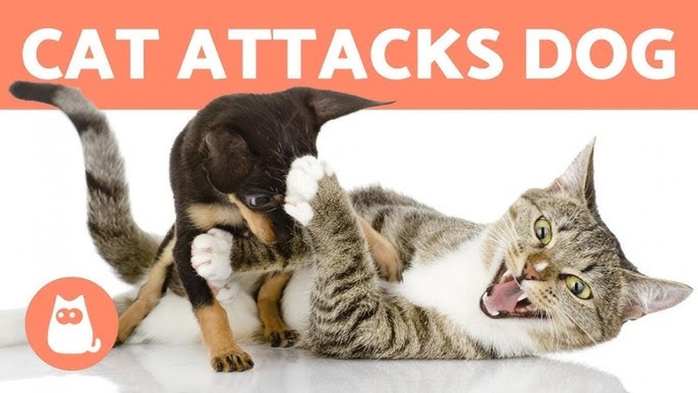 How Do I Stop My Dog from Attacking My Cat