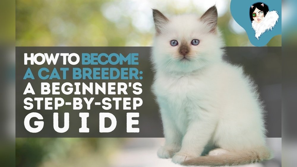 How Do You Become a Cat Breeder