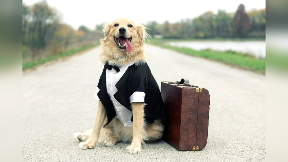 How Do You Fly With a Big Dog