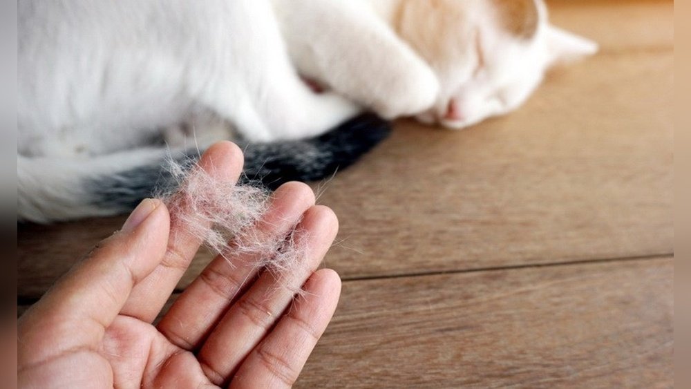 How Do You Get Cat Hair Out of Carpet