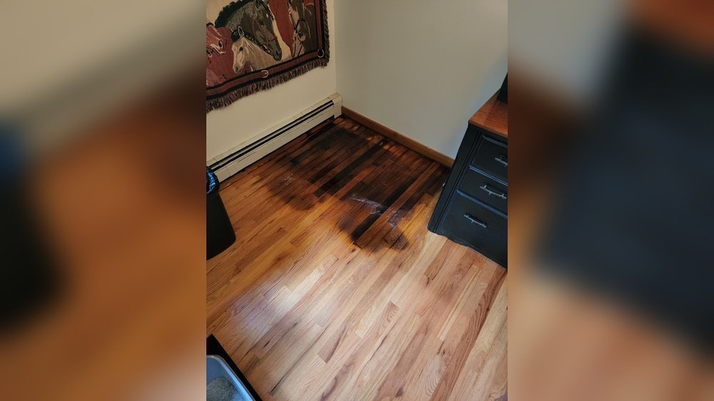 How Do You Get Cat Pee Smell Out of Wood